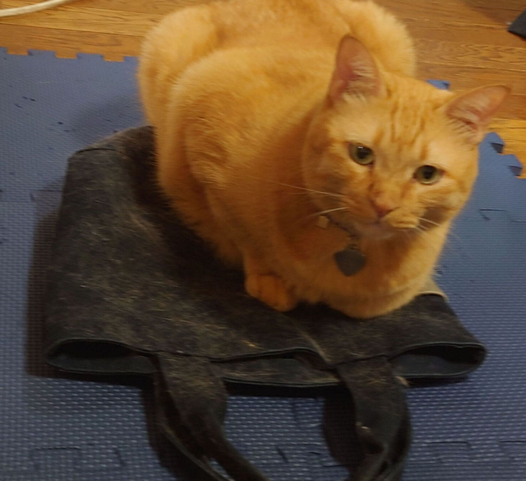 愛猫の職人技によって夫のトートバッグがリメイク⁈「匠の技だなぁ」「一点モノ」の声と4.9万件のいいね