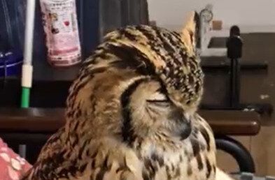 「自分が職場ですると怒られるのに、かわいいのはなぜ？」ミミズクが目を細めカクッとなる姿にキュン