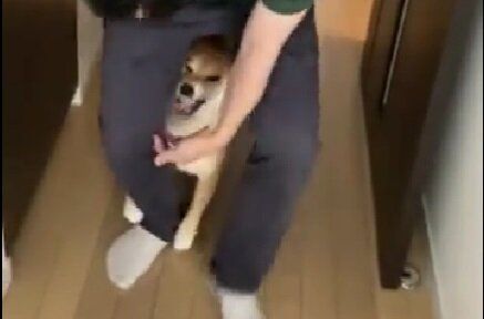 甥をおんぶする飼い主。やきもち焼きの愛犬にハムハムされたけど「痛くても、愛されて幸せ」