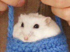 小さな袋にジャストフィット！「ハム袋」に収まったハムスターがかわいすぎて3.7万件のいいね