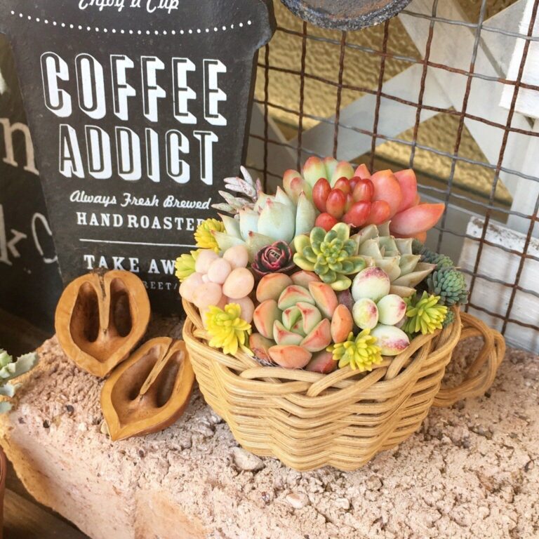 【多肉植物】いまがトップシーズン！冬に買いたい多肉植物3選