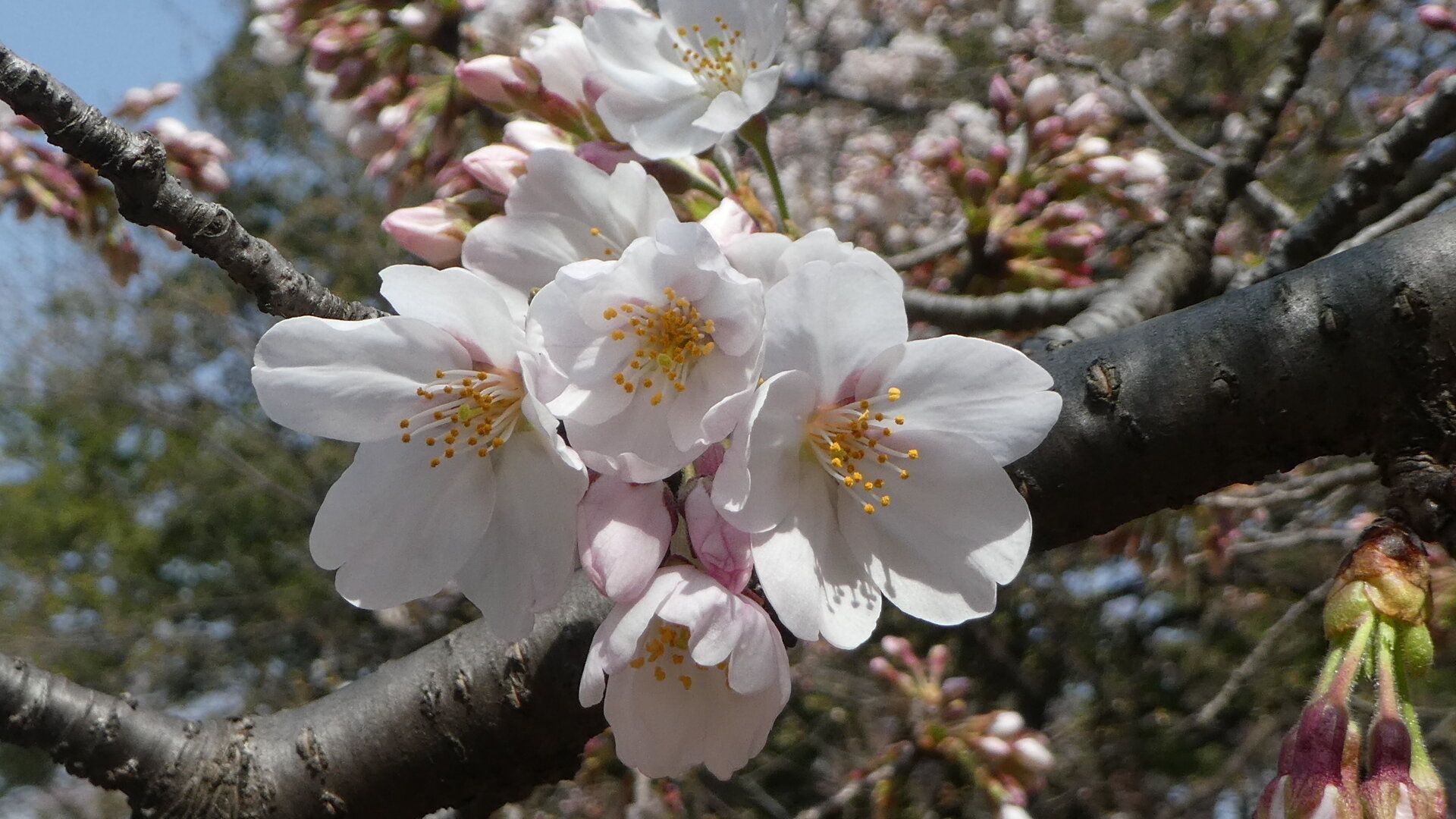 【桜前線北上中】お花見はいつまで可能？注目すべき桜の「赤信号」を気象予報士が解説