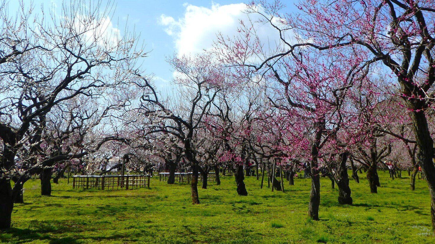 快適なはずの季節を邪魔する「春の5K」とは？知っておきたい豆知識を気象予報士が解説