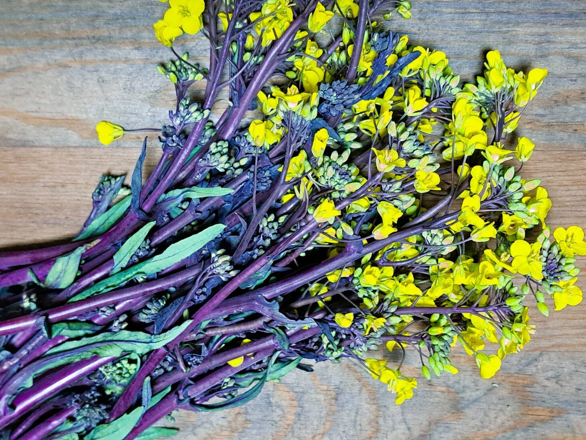 【旬食材】農家がオススメ！紫色の菜の花は、今の時期が一番美味しい！