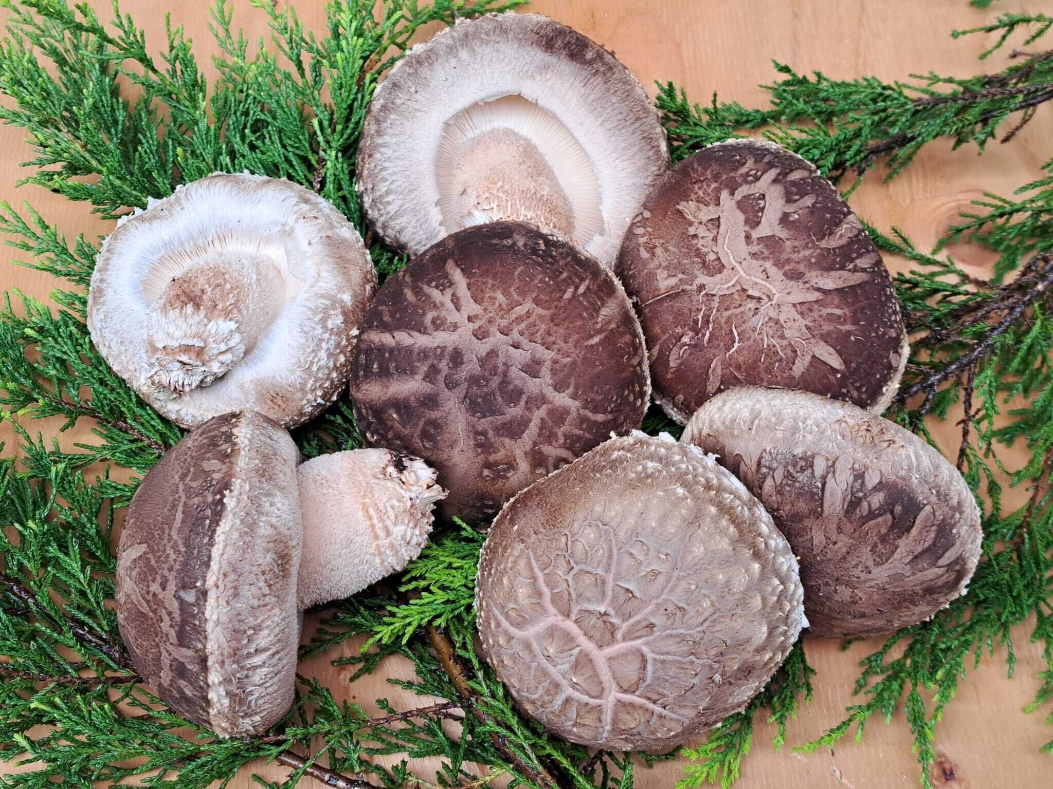 【旬食材】しいたけ農家が伝授！自宅用に選ぶたった3つのポイント！