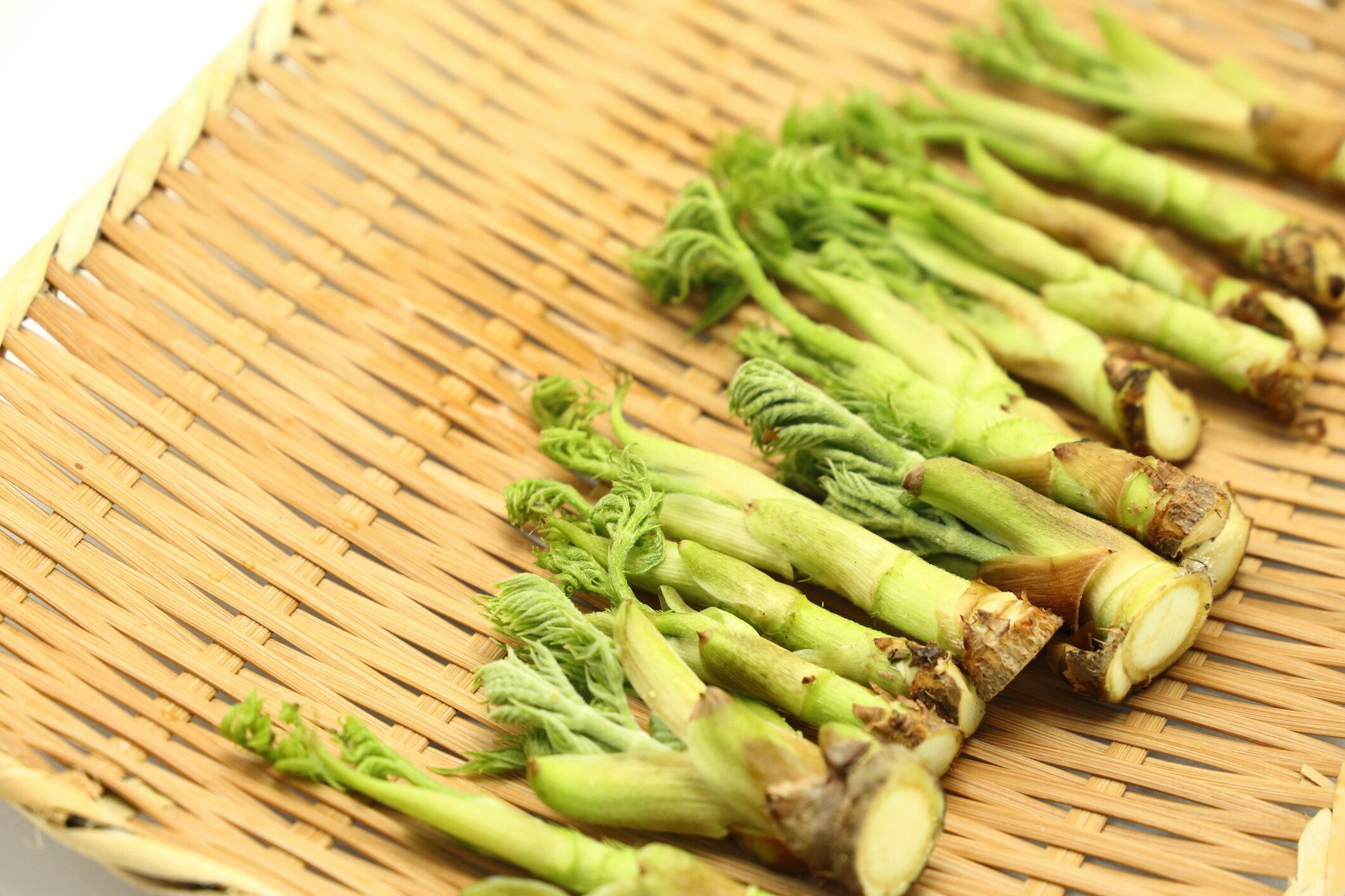 【旬食材】めったに買わないから悩ましい山菜の王様！失敗しないタラの芽の選びかたを野菜ソムリエが解説