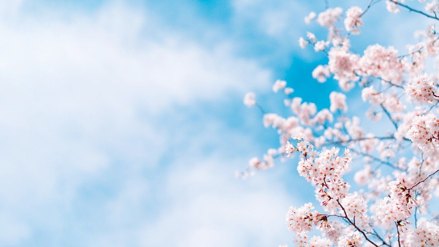 4月に金運を上げる必勝風水！お花見は「自分の桜」に会いに行こう