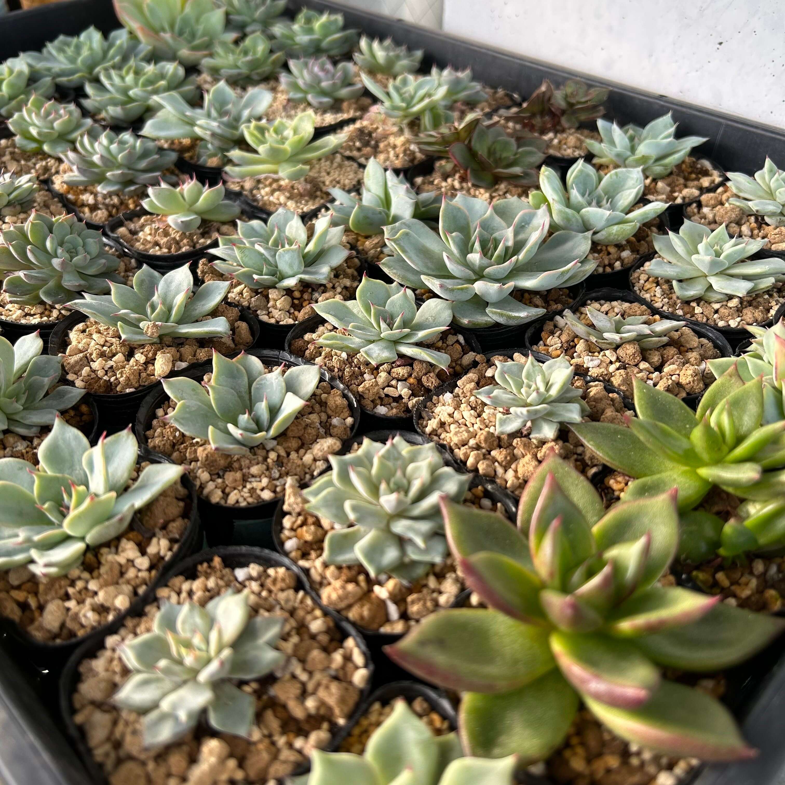 【多肉植物】イベントの季節到来！ハンドメイドマルシェで多肉を選ぶメリット3選