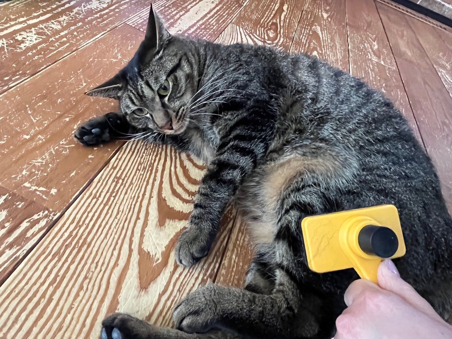 【セリア】110円のクオリティじゃない！毛が集まるブラシでブラッシングが快適に