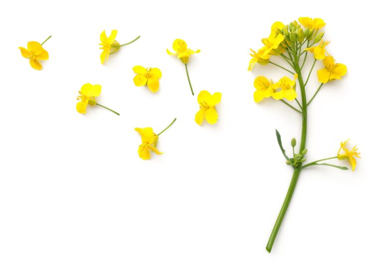 オトナ女子のヘルスケアに菜の花がオススメな3つの理由