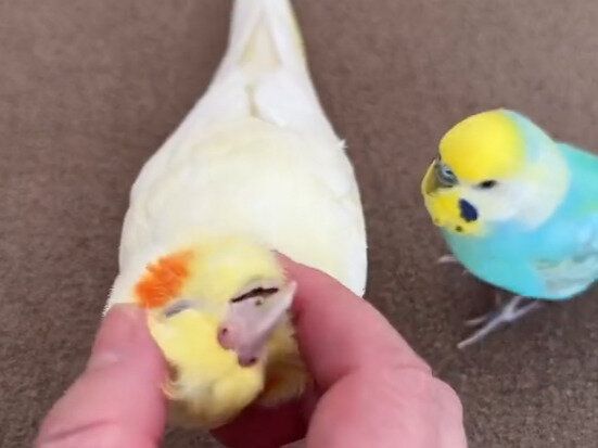 セキセイインコがオカメインコにキック!?濡れ衣を着せられた飼い主さんに同情の声集まる