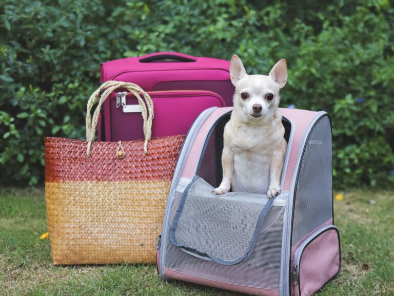 犬用リュックから飛び出ていたのは、わんこの顔ではなく鼻オンリー!?「電車で見たら笑っちゃう」かわいすぎる光景に注目