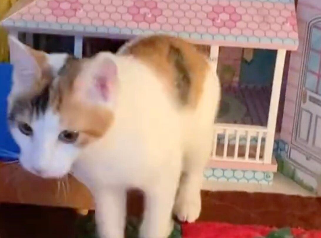 器用にドールハウスに入ってくつろぐにゃんこ。「家賃払って〜」と言いつつ優しく見守る娘とのやりとりにほっこり