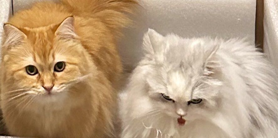 「そっちでいいんだな？」と飼い主困惑?!プレゼントにキャットワターよりもダンボールを選んだにゃんこに7.8万件のいいね