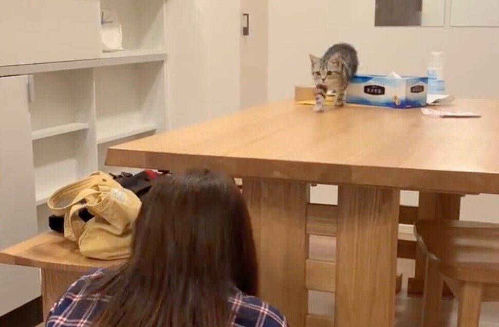 悶絶級にかわいい「だるまさんが転んだ」をするにゃんこ！飼い主に必死にタッチしようとする姿に6.4万件のいいね