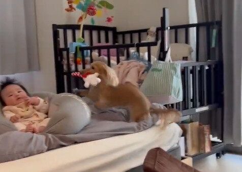 新しい家族が増えてほんの数カ月。一生懸命に赤ちゃんを遊びに誘う愛犬の姿に未来の期待が膨らむ