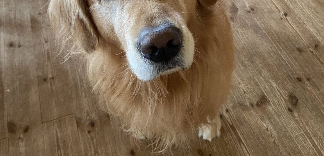 「散歩に行こう」と声をかけた飼い主。ゴールデン・レトリーバーの眼差しにハッとして自分の行動を振り返る