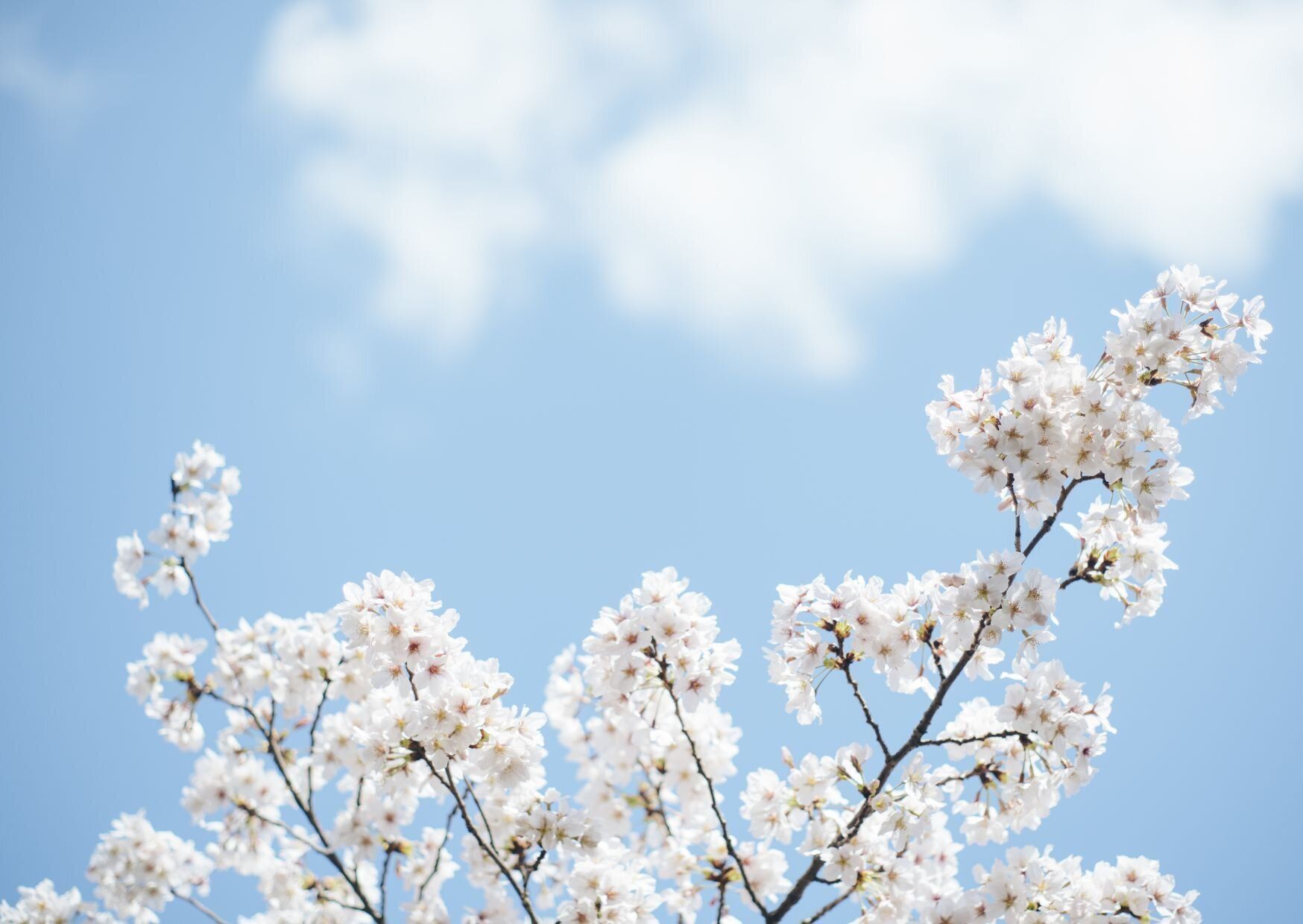 光化学スモッグって今もあるの？どんな日に注意すればいい⁇気象予報士が解説