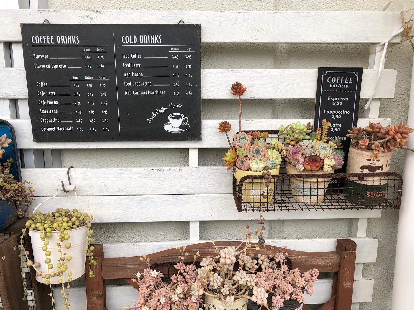 【多肉植物】なんで枯れちゃうの…？多肉初心者さんがやりがちな「NG行動」2選