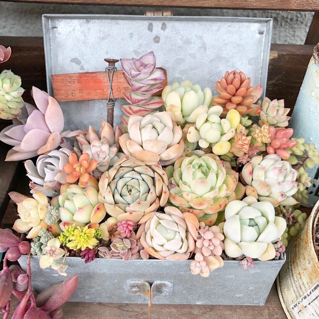 【多肉植物】かわいい多肉をお得にゲット！マニアおすすめの「穴場スポット」3選