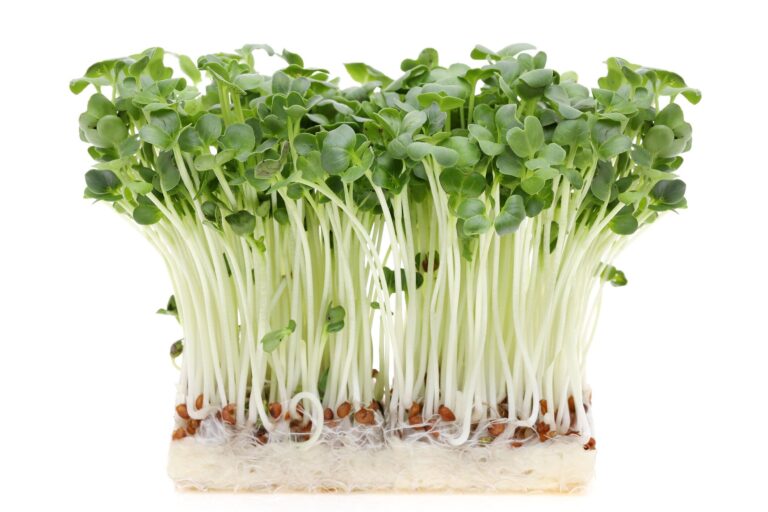 かいわれ大根のおすすめレシピ！保存方法も解説【野菜のプロ監修】