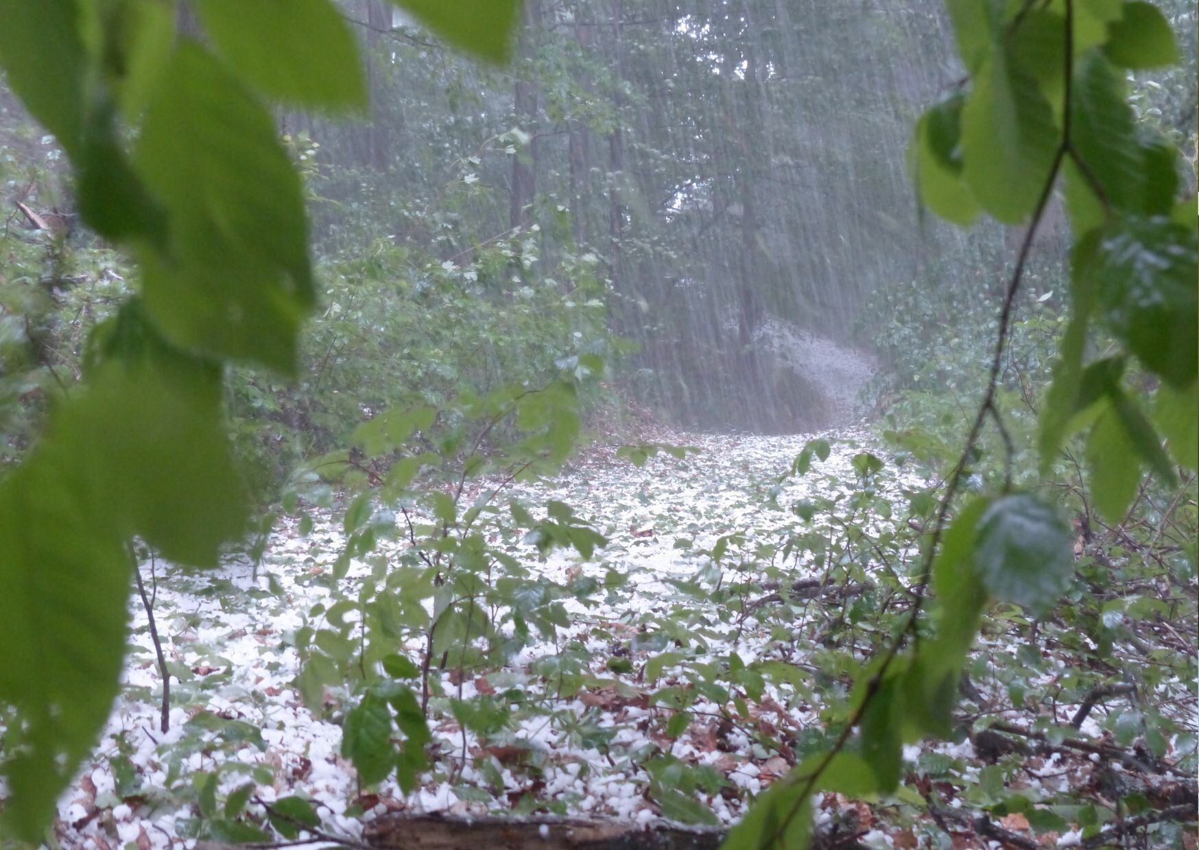 なぜ「ひょう」は冬に降らない？初夏にかけて要注意な現象を気象予報士が解説