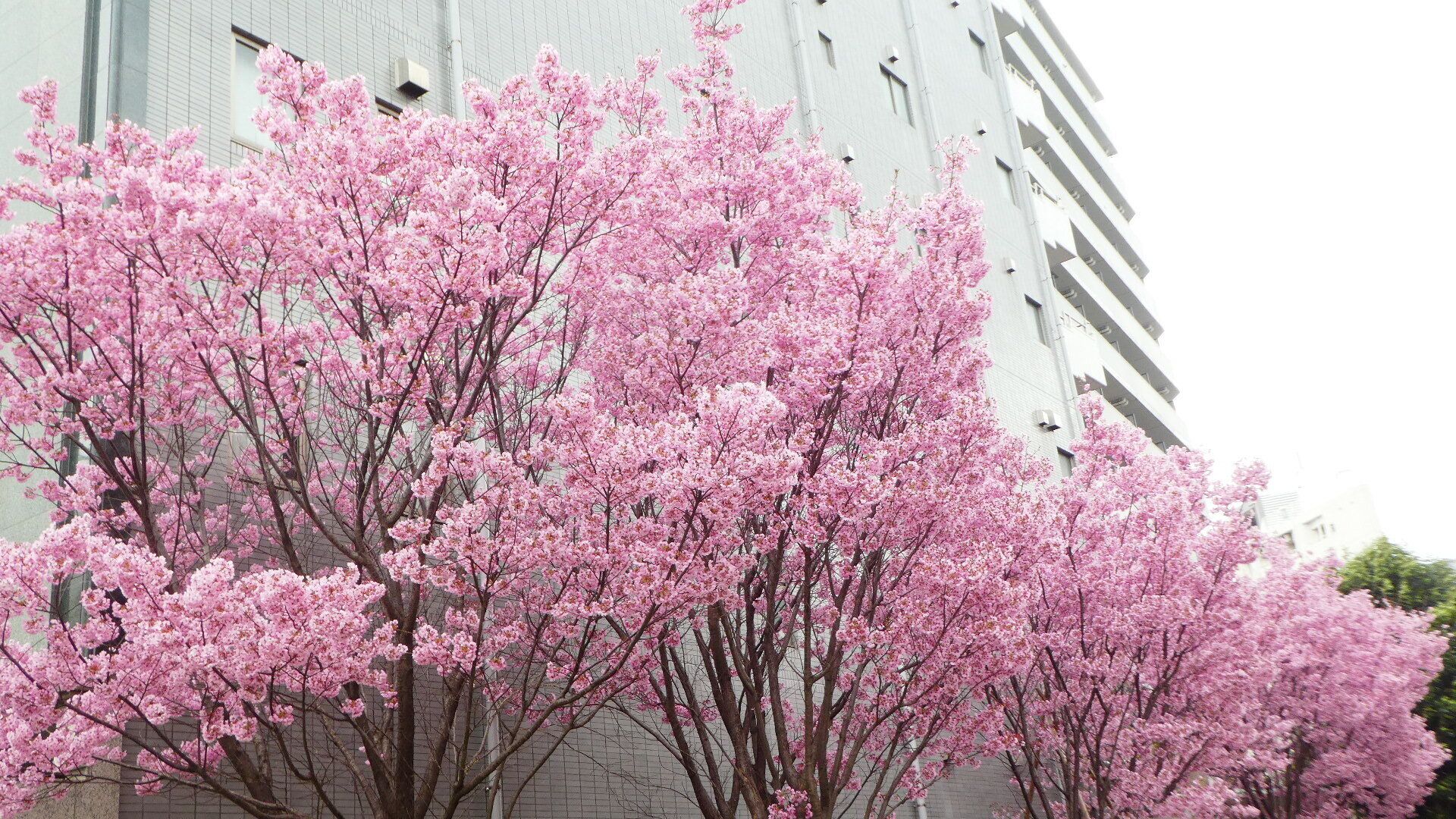 春は「寒暖差のとおり道」だった！どうしても避けられない気温変化を乗り切るコツを気象予報士が解説