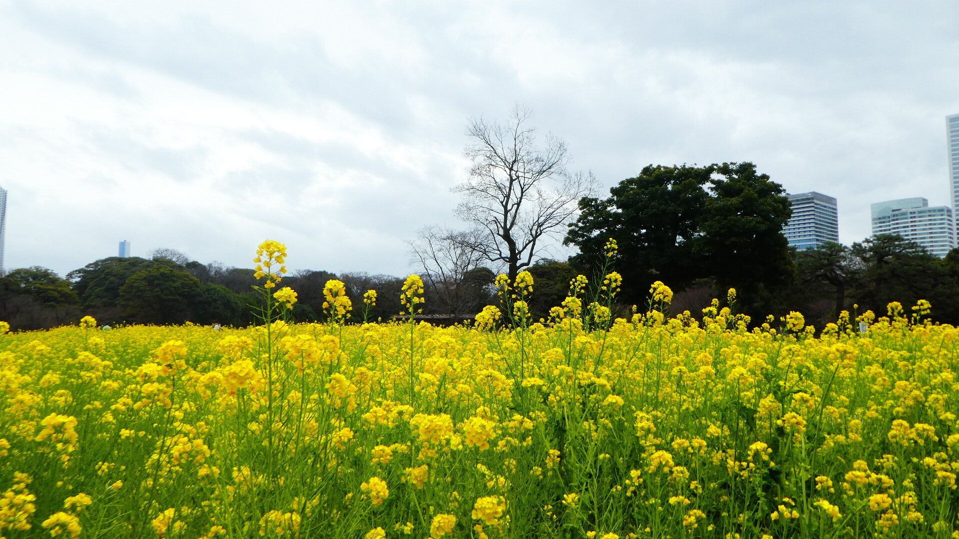 春は気圧が乱高下！めまぐるしい変化のワケと乗り切るコツを気象予報士が解説