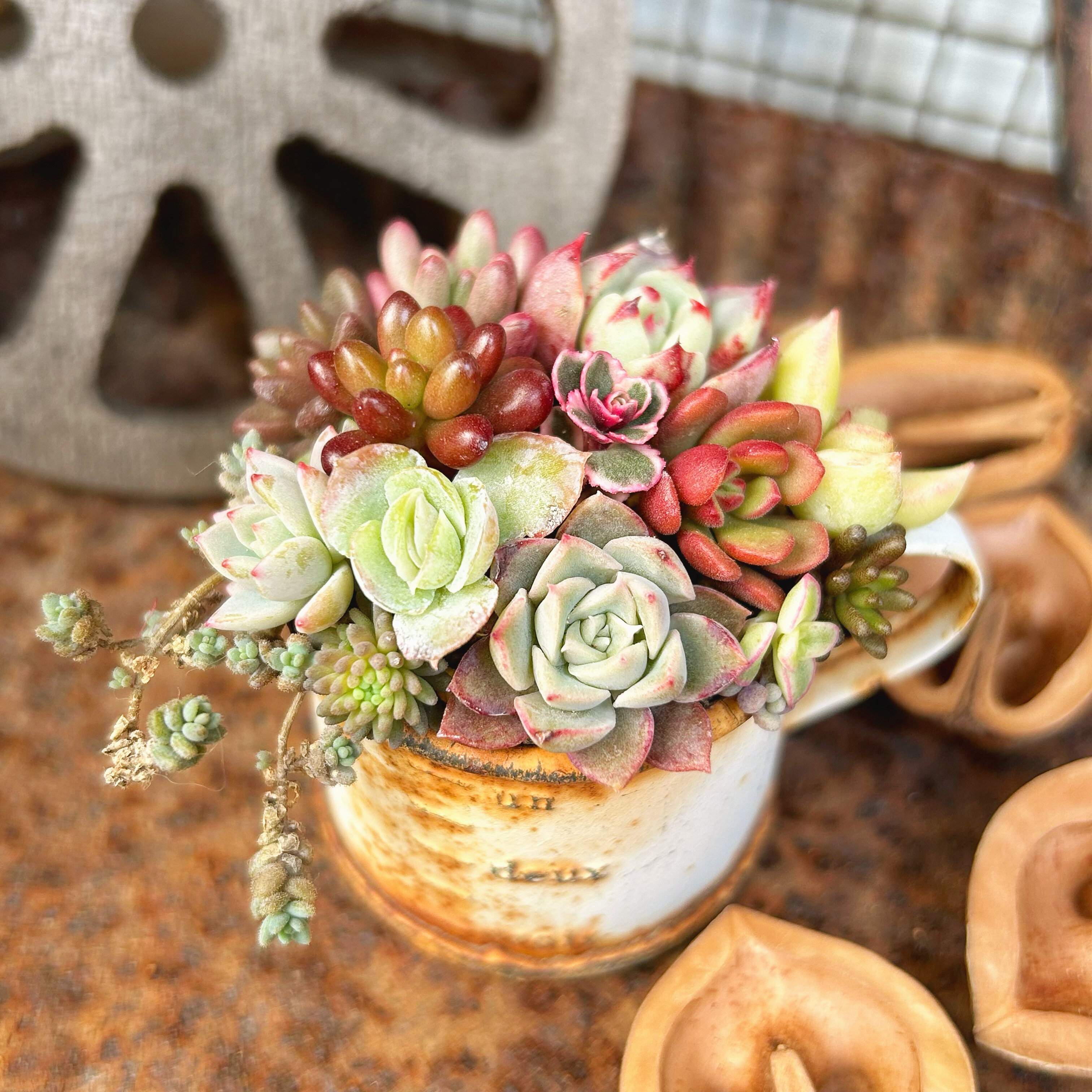 【多肉植物】常識の感覚がバグってる！ズボラさんも安心の「衝撃の生命力」エピソード3選