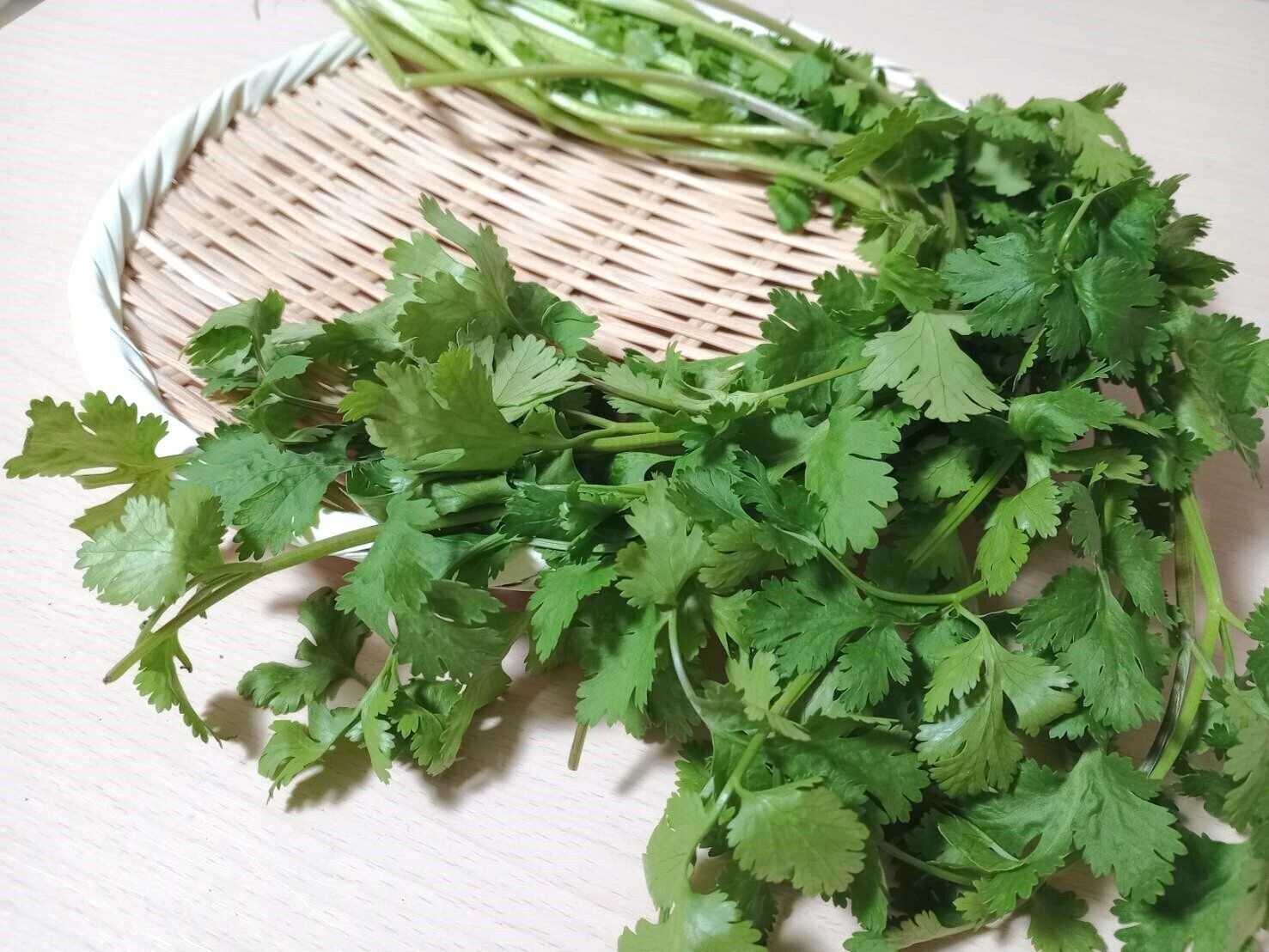 【旬食材】国産の旬がやってきた！自分好みを見つけるためのパクチーの選び方を野菜ソムリエが解説