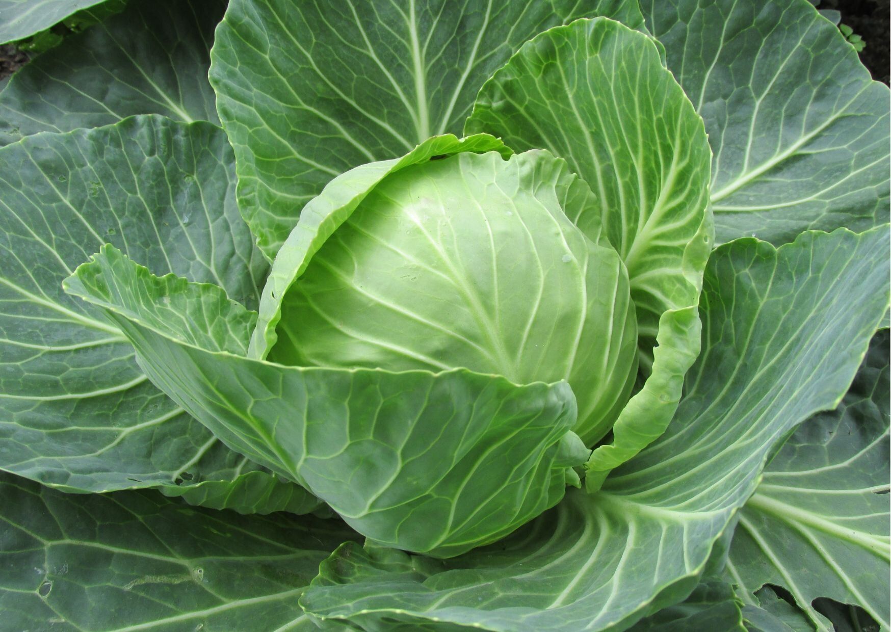 春キャベツは「若いうちに収穫したキャベツ」ではない！違いと選びかたを野菜ソムリエが解説