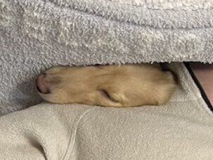 飼い主さんと密着して幸せそうなワンコに6.3万人が癒やされる。すごく狭そうだけどそれがいい！