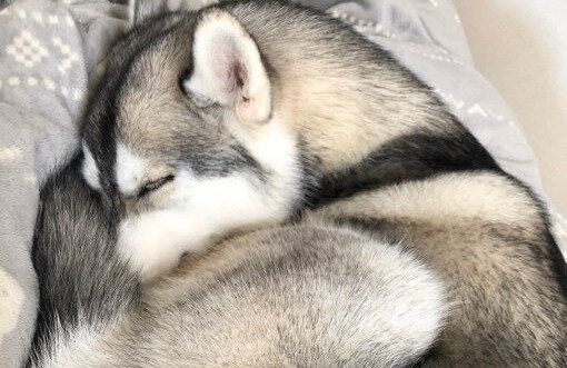 見事なワンモナイトが完成！まるで猫みたいに丸くなって眠るシベリアン・ハスキーに「いいね」が集まる