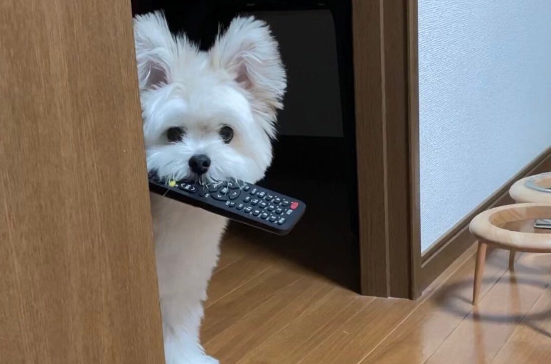 リモコン好きなわんこVS壊されたくない飼い主の静かな戦い！3万件のいいねと「楽しそう」の声