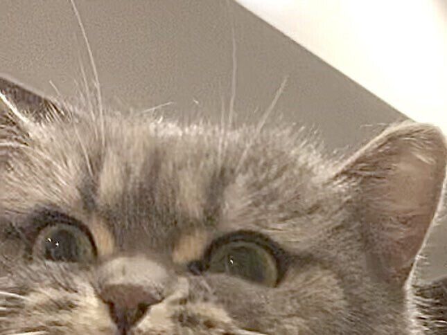 浴室に入ったけれど「無理だ」と言いたくなるネコちゃんのお風呂タイム。全力拒否の表情に5.7万いいね