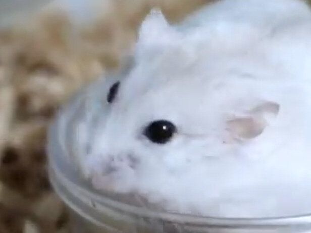 ピコピコ動く後ろ足がたまらない！お皿にハマってしまったハムスターがかわいすぎて癒やされる人続出