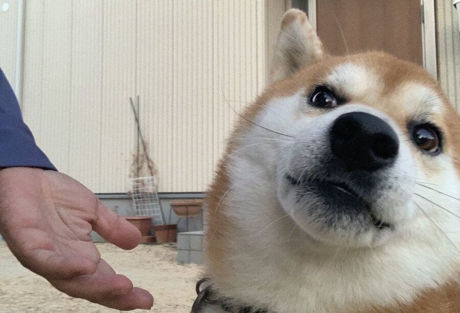 オテをしない愛犬。頑ななまでに拒否する姿勢と強い意志を感じる表情に、ジワジワと笑いが込み上げる