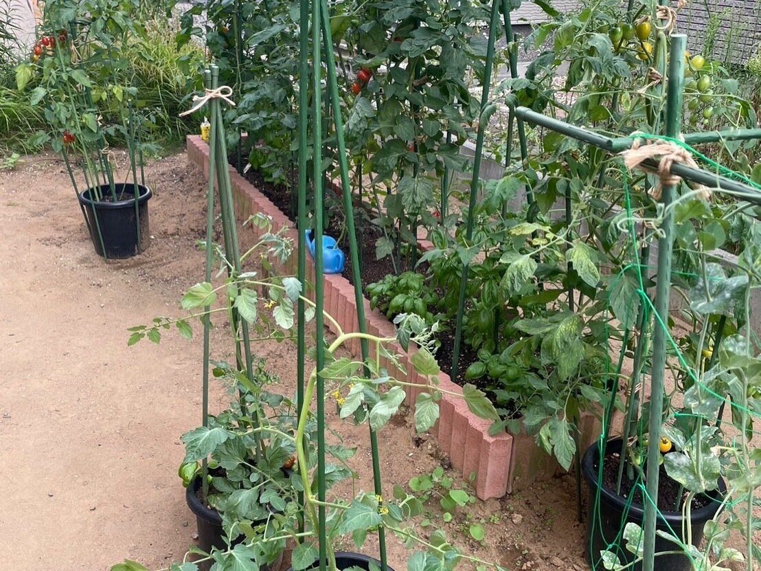 【家庭菜園】初心者にも！育てやすくて食費節約に役立つ野菜3選