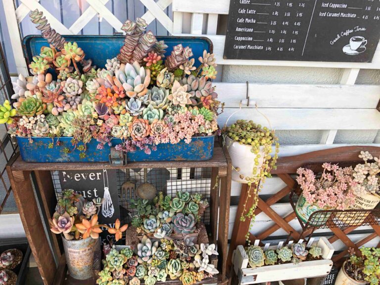 【多肉植物】見かけたら即買って！マニアが厳選「かわいい×ちょっぴりレア」な多肉植物