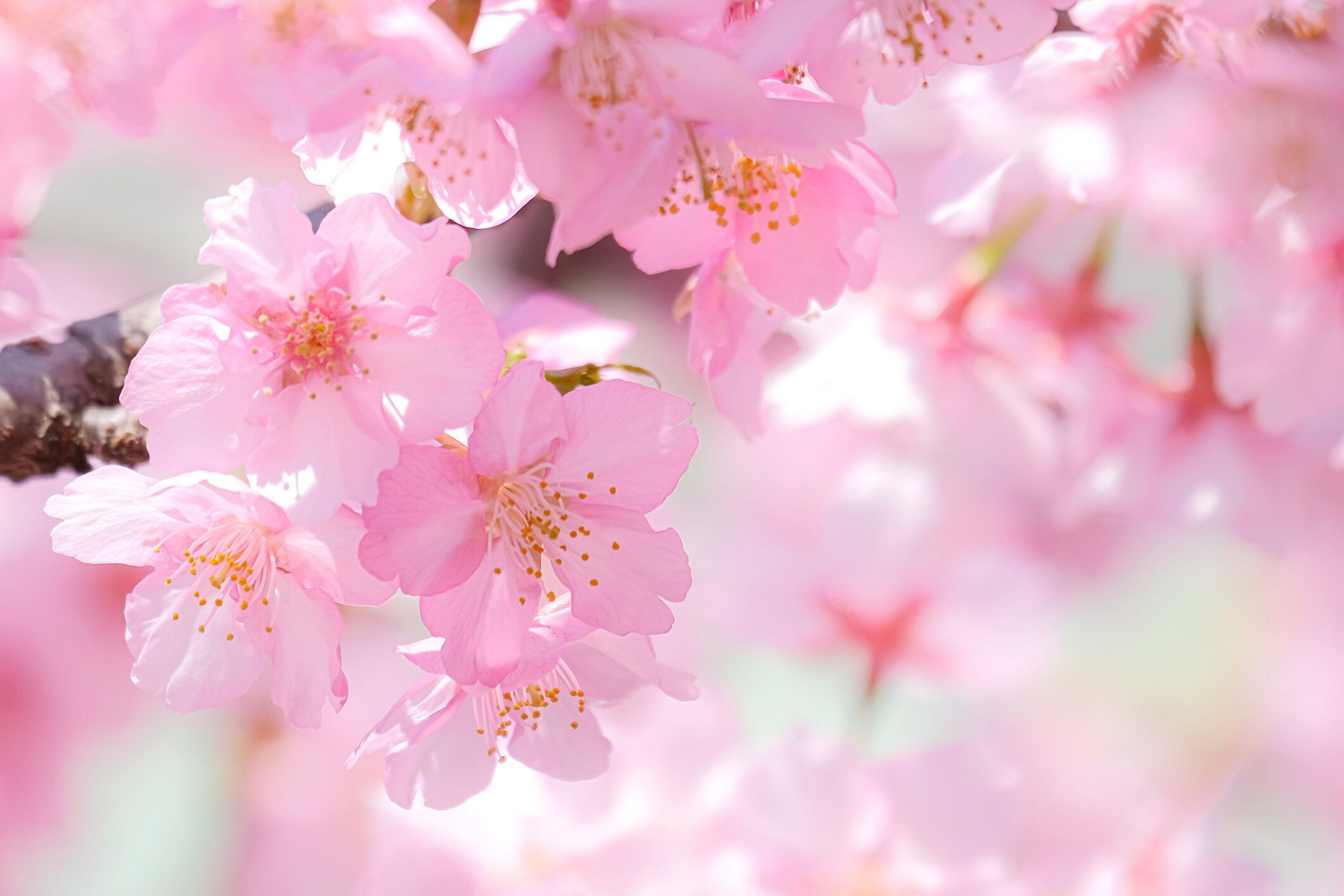 見るだけじゃもったいないかも!?意外と知らない桜のチカラ