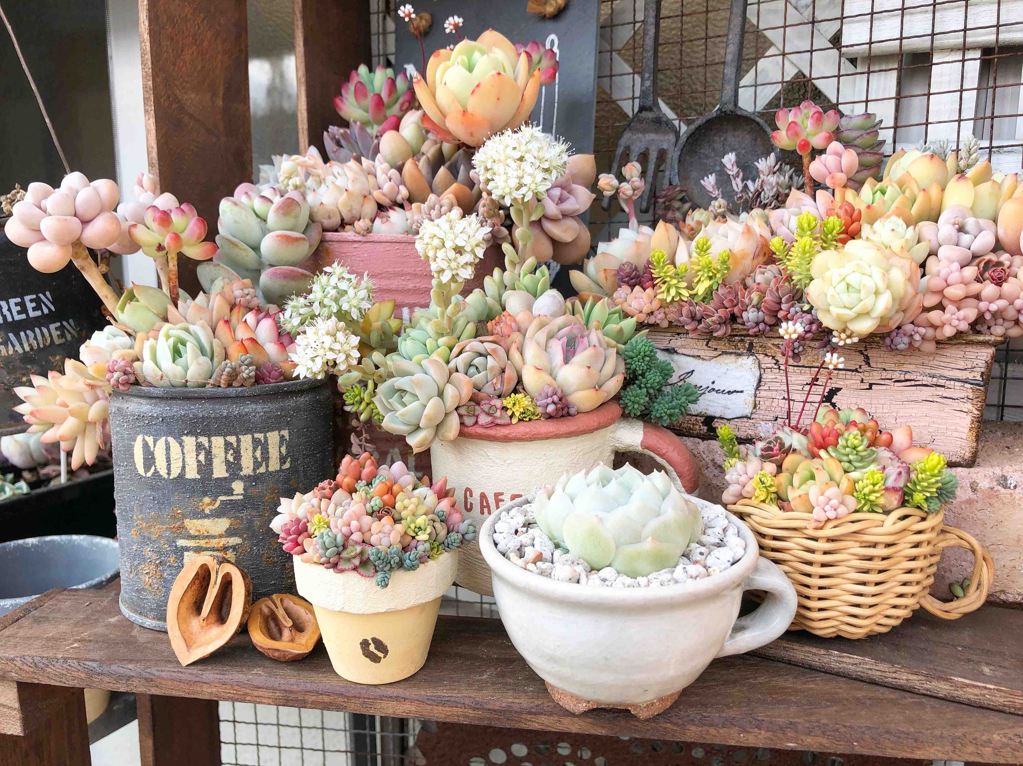 多肉植物のオススメ10選！選び方付きで初心者にも安心