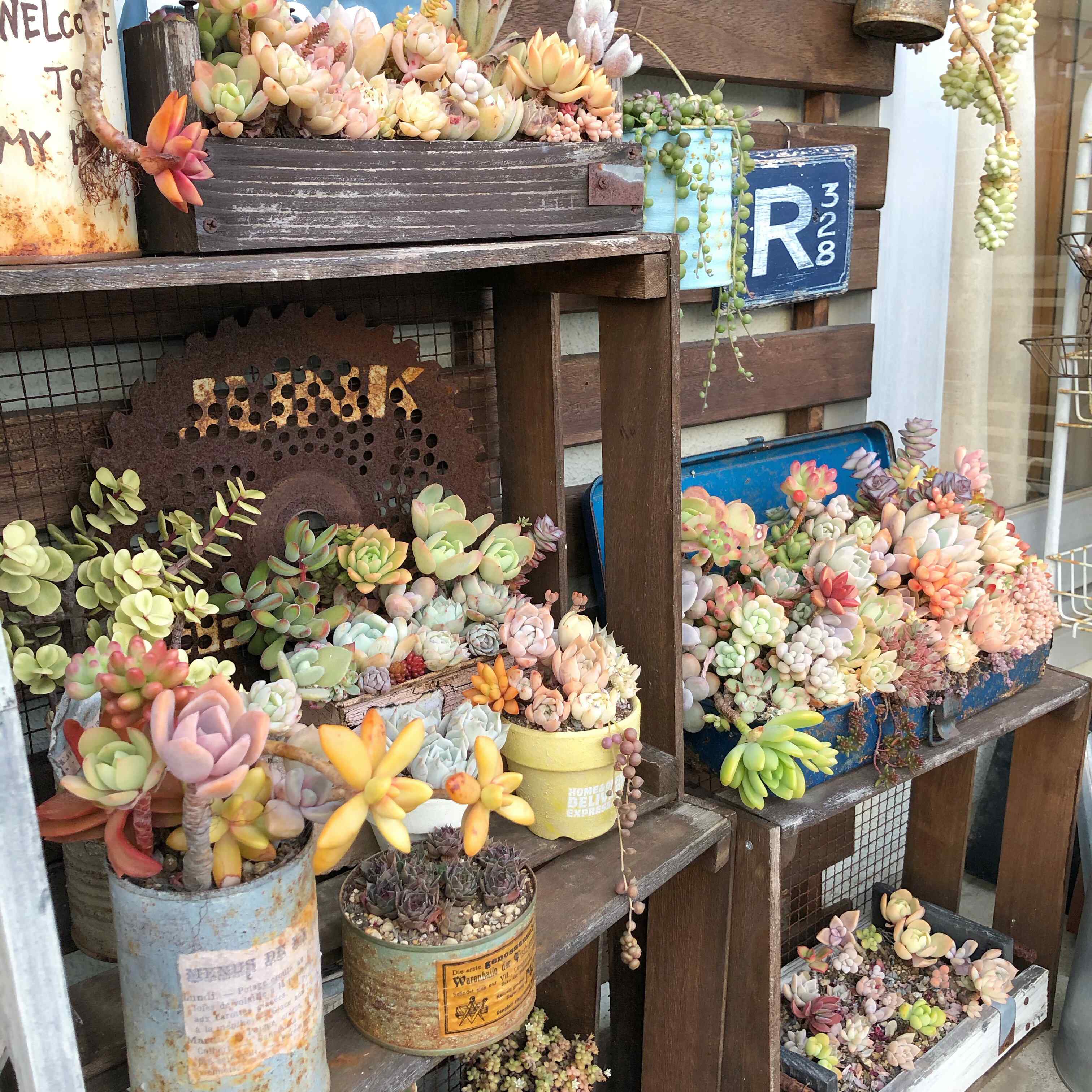 【多肉植物】マニアが厳選！セリアで揃える多肉初心者さん向けアイテム8選