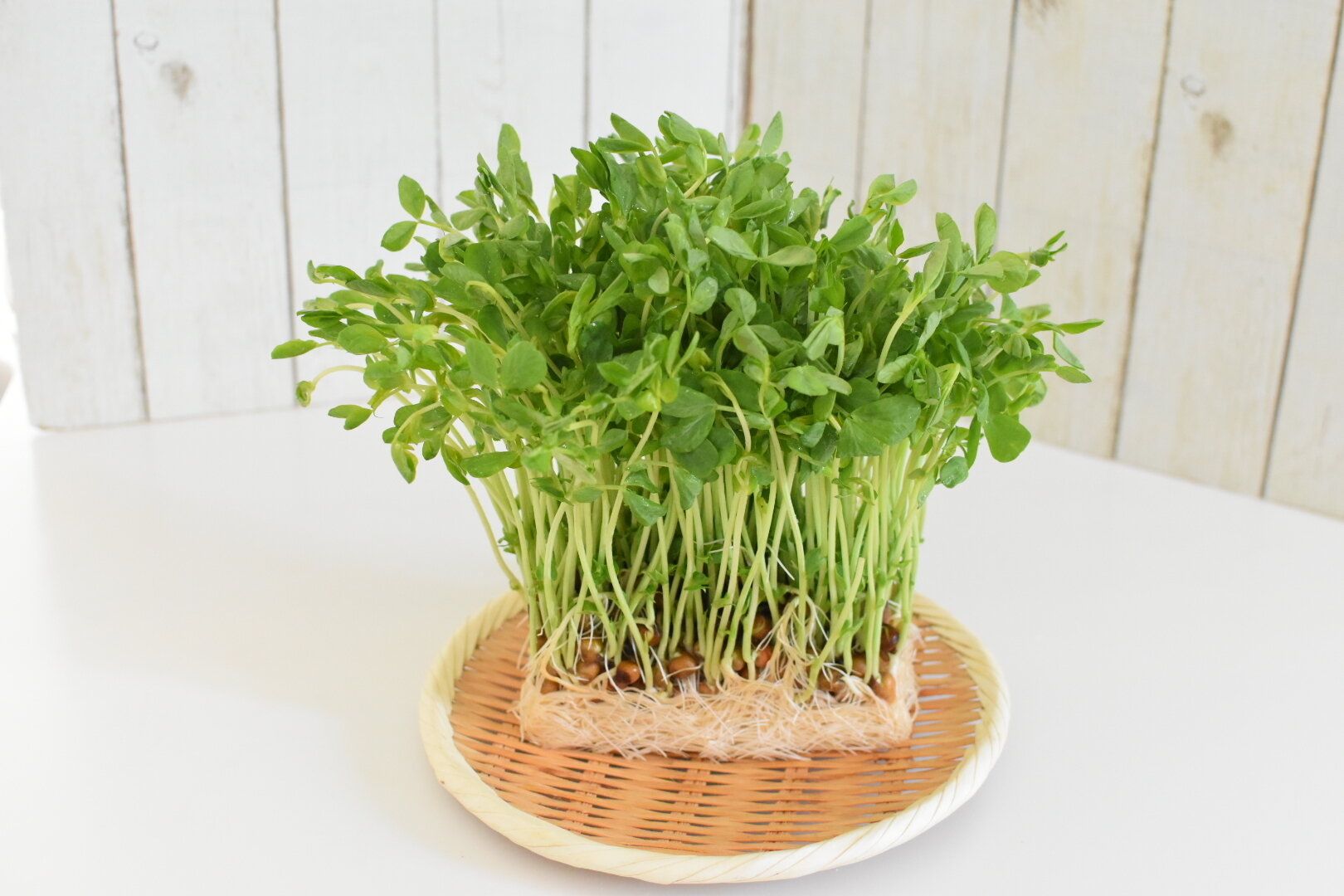 やらなきゃもったいない！旬の「豆苗」の1番おいしい食べ方を紹介