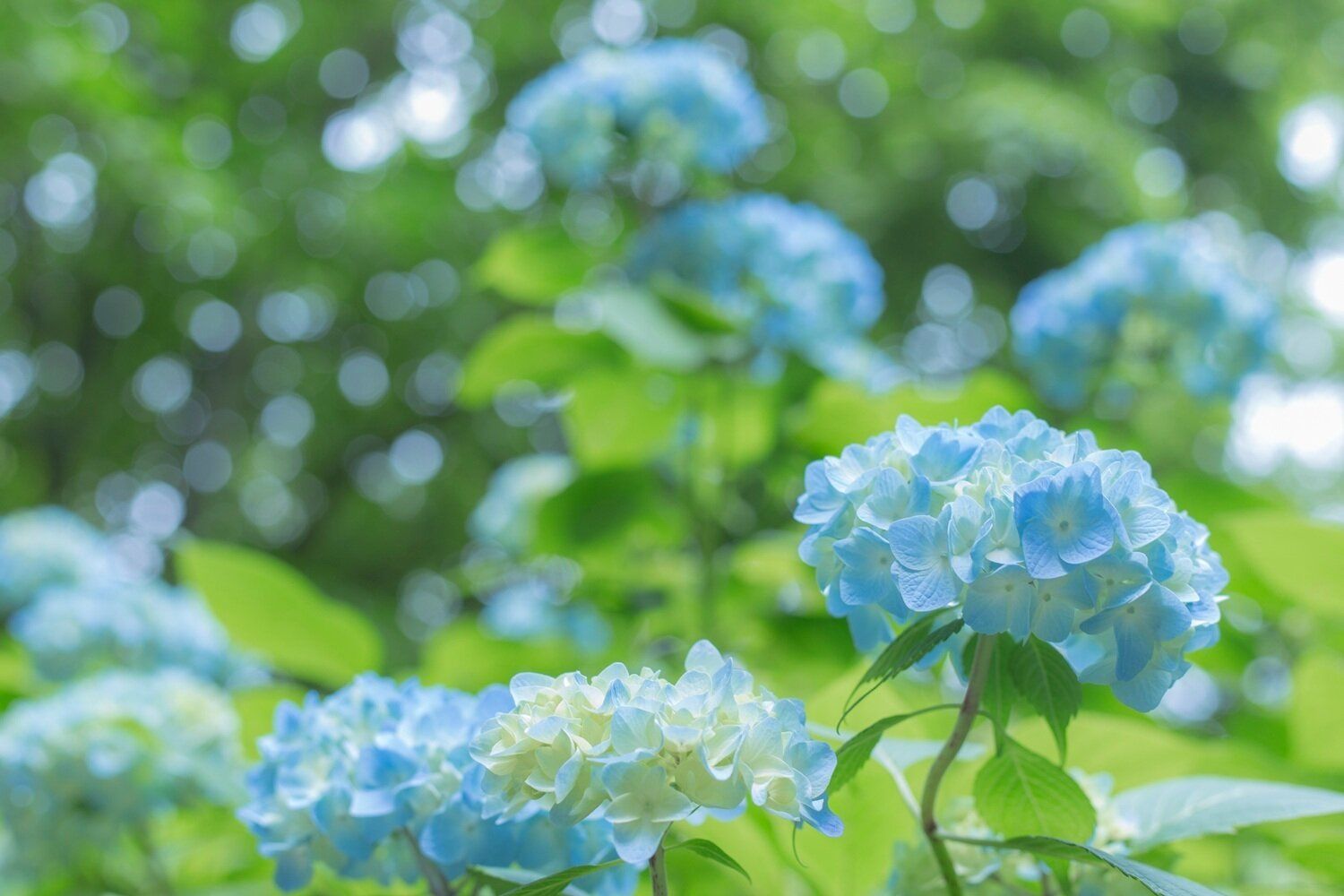 6月に金運を上げる必勝風水！6月6日に始めるとよいことって？【Dr.コパの風水解説】