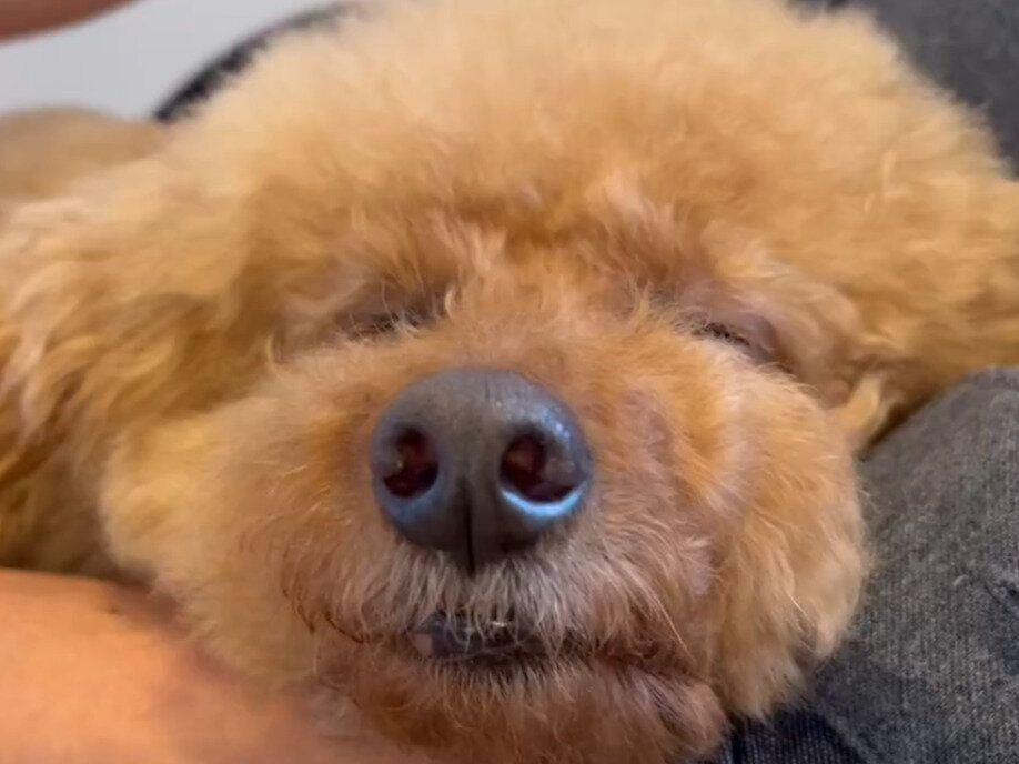 飼い主さんのリモートワークは愛犬のリラックスタイム!?お膝の上で寝落ちしちゃったワンコがかわいすぎる