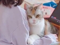 6歳娘とネコちゃんの「すきすきタイム」うらやましいほどにラブラブな二人がかわいすぎて3.9万いいね