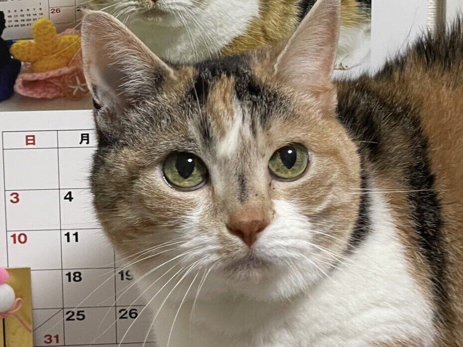 まるで分身の術!?世界にひとつだけの不思議で素敵なカレンダー。どこまでも続くネコちゃんがかわいすぎる
