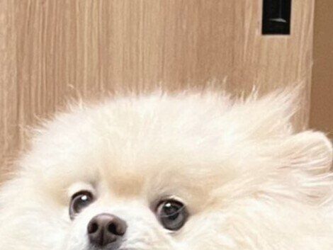 どうしてもペロペロしたかったワンコ「しつこい！」と引き剥がされた瞬間の味のある表情に4万件のいいね