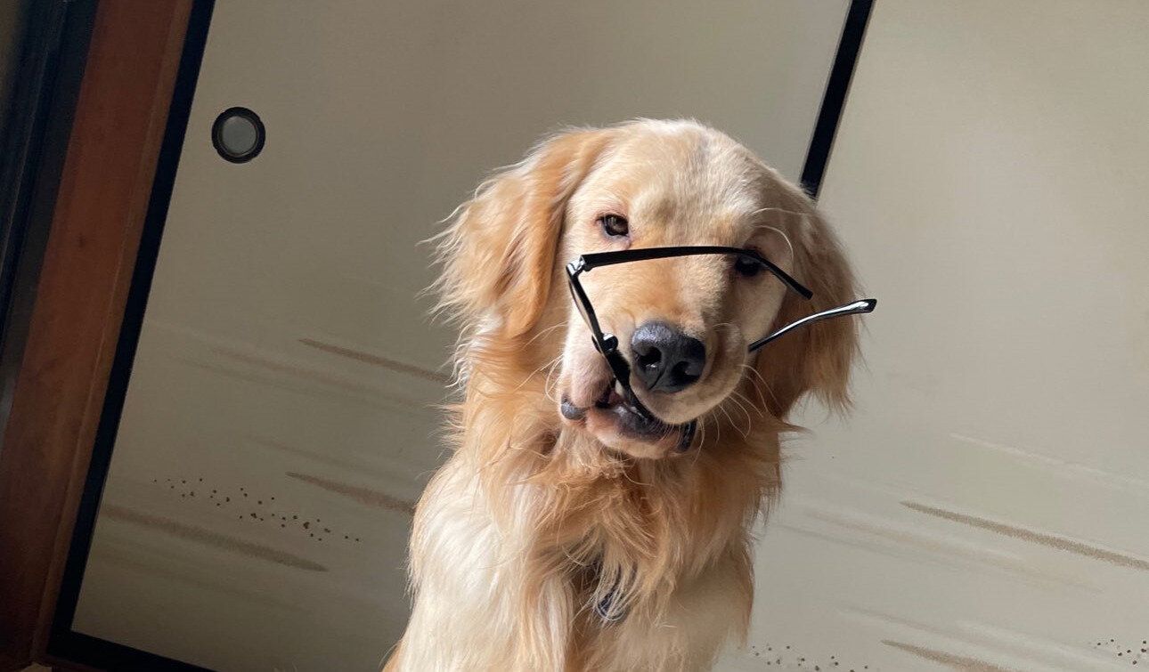 してやったり顔の愛犬！家族の私物を咥える姿に、振り返った飼い主から「おわった」の声が漏れる