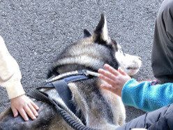 優しいシベリアンハスキーに7.7万件のいいね「なでたまえ」子どもたちの間でゴロンする姿に癒やされる